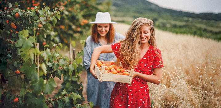 Zwei Frauen beim Obst ernten