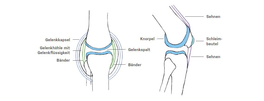 Der Aufbau eines Gelenkes